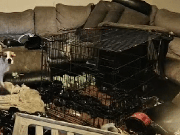 6 year old Pennsylvania girl put into dog crate and made to eat dog food